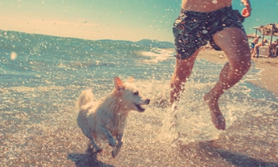 Dog running with owner through sea waves and spray along a sandy beach on a sunny day