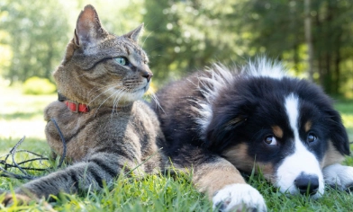 a tabby cat and a puppy laying on a lawn
