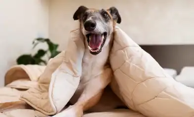 Smiley greyhound dog laying in bed